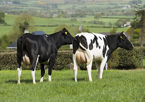 2 F1-Kreuzungs-Küe Norwegisches Rotvieh x Holstein in Irland von hinten