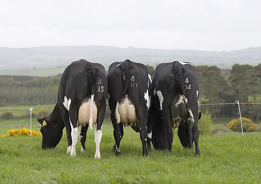 3 F1-Kreuzungs-Küe Norwegisches Rotvieh x Holstein in Irland von hinten