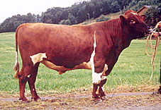Bulle R&oslash;rmark