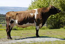 Bulle Skjenaust