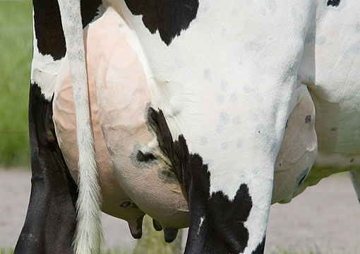 Euter einer F1-Kreuzungs-Kuh Norwegisches Rotvieh x Holstein in Irland