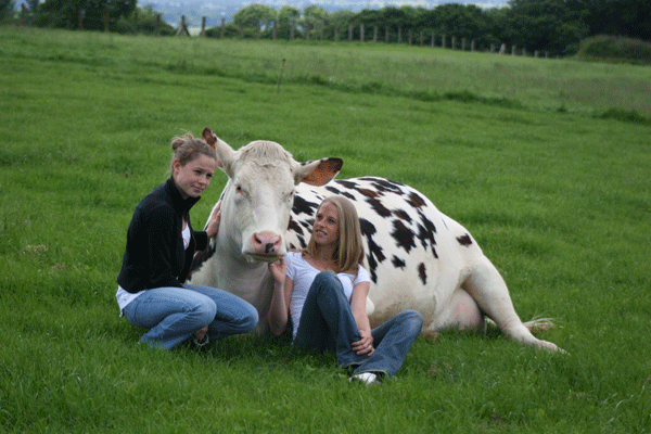 Normande-Kuh mit Mädchen